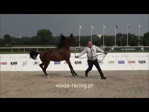 Parillus (Ascot DD - Parilla / Enzo), 10.08.2018