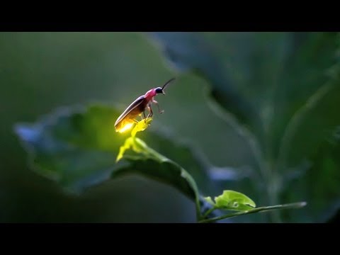 Fireflies in Iowa