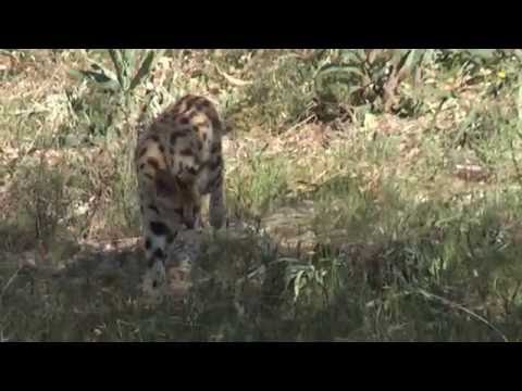 The Cat, Editura Ligia, http://www.edituraligia.ro, http://www.edituraleda.ro