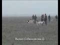 Russian Borzoi Hunting in Kalmykia. 
