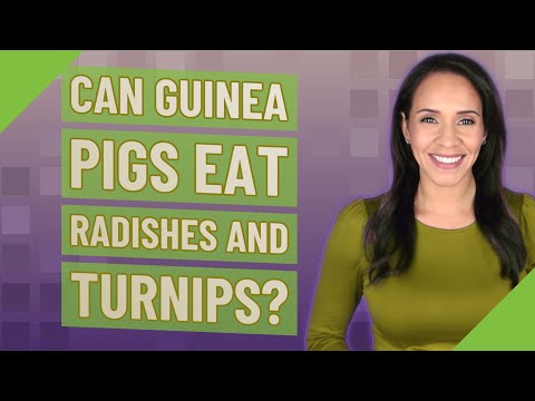 YouTube video about: Can guinea pigs have turnip greens?