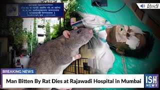 Man Bitten By Rat Dies at Rajawadi Hospital in Mumbai