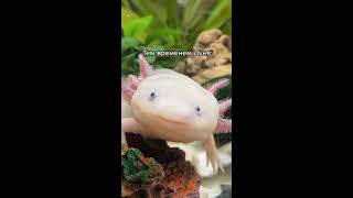 Аксолотль #axolotl #аксолотль