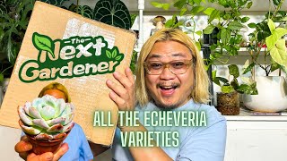 The Next Gardener Sent Me SO MANY SUCCULENTS