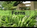 Fern Plants and their Life Cycle (seedless, vascular) updated