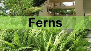 Fern Plants and their Life Cycle (seedless, vascular) updated