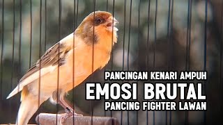 Download lagu KENARI GACOR PANJANG Rol Rapat EMOSI Cuit cuit Ngerol utk Pancingan kenari paud belajar bunyi | 001 mp3 Download lagu KENARI GACOR PANJANG Rol Rapat EMOSI Cuit cuit Ngerol utk Pancingan kenari paud belajar bunyi | 001 mp3