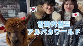 🇰🇷한일부부🇯🇵알파카월드/アルパカワールド
