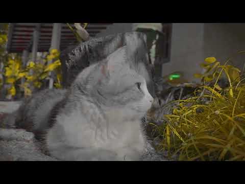 #cinematic #viralvideo #subscribe