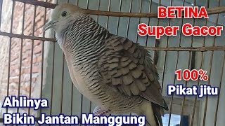 Download lagu Perkutut betina memanggil jantan - Pancingan bikin cepat manggung gacor mp3