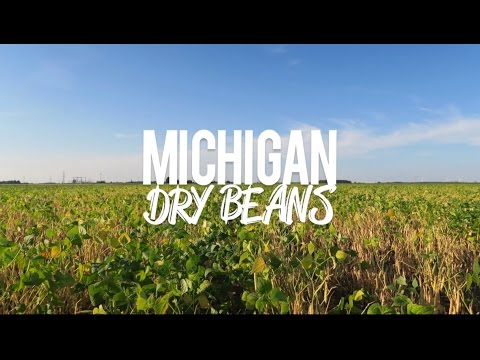 download lagu mp3 mp4 Michigan Beans, download lagu Michigan Beans gratis, unduh video klip Michigan Beans