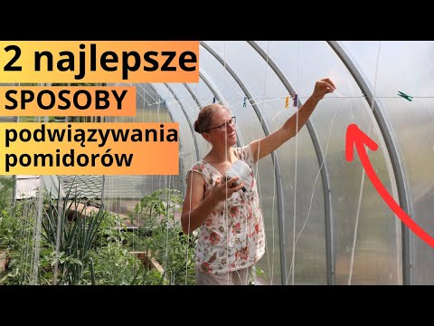 JAK PODWIĄZAĆ POMIDORY/NAJLEPSZY SPOSÓB PODWIĄZYWANIA POMIDORÓW W SZKLARNI