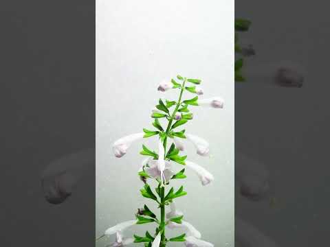 サワーチェリー 植物