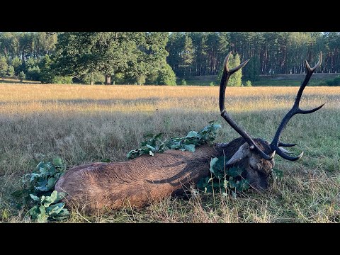 Alter Eissprossenzehner auf der Strecke