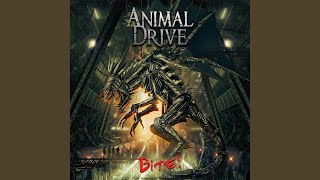 Animal Drive Chords