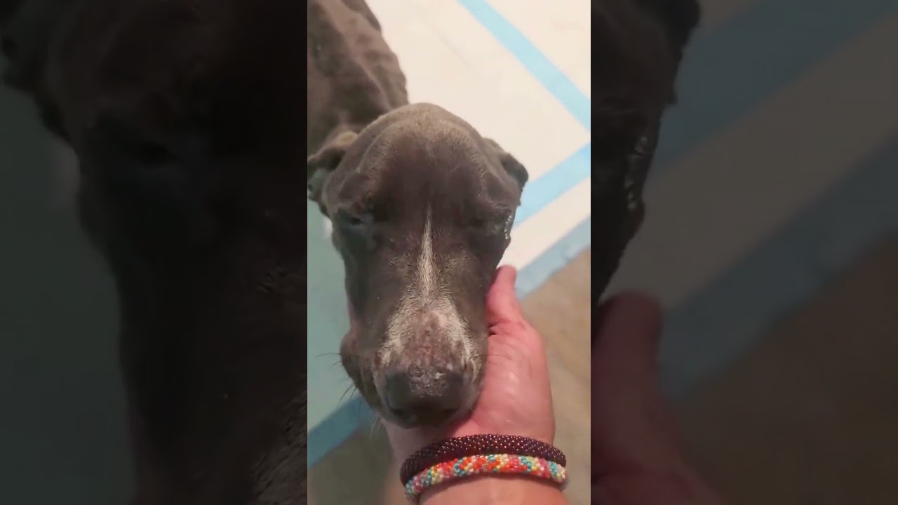 Elsie video