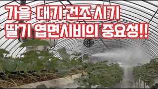 딸기 정식 후 첫고비!! 가을 날씨 대기 건조하면 어떻게 관리를 해야할까??? 딸기 포인트 강의 1편