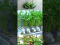 Easy Coriander Cultivation At Home YouTube Shorts Reels Videos