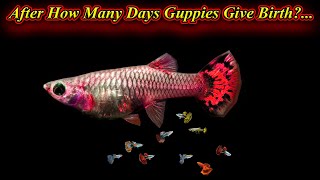 Guppies மீன் எப்போது குட்டி போடும்? How Many Days Once Guppies Will Give Birth?/ Fish Aquarium Tamil
