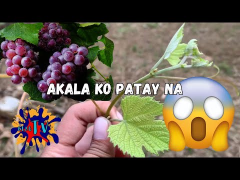 Nashock ako sa Grapes ko! | BlagTV