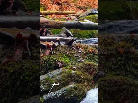 MY CHERIE AMOUR - Angelo Torres #shorts