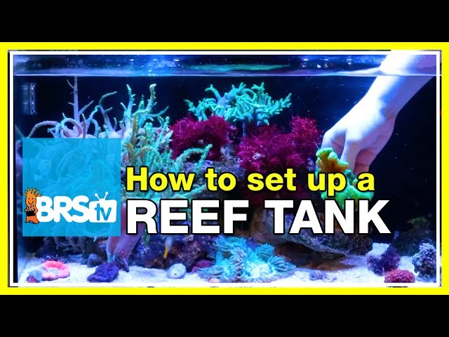 How to start a 20 gallon nano reef tank #fusion20 | Innovative Marine Nuvo 20