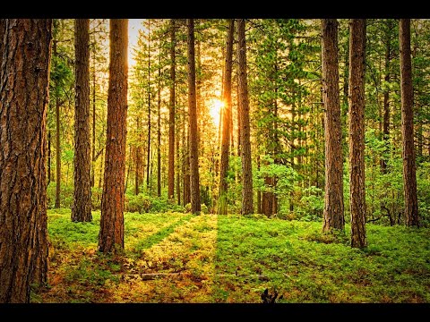 Vogelstimmen im Wald | Entspannung Naturgeräusche