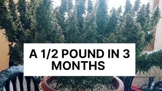 Week 12:[half pound in 3 months]Auto Purple Kush &amp;  Amnesia [Easiest Way To Grow Marijuana Indoors]