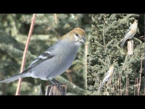 grosbeaks females flight slow