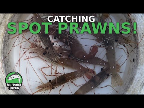 Learning how to catch spot prawns — catch, clean, cook