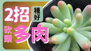 【頻道會員優惠】10元可以很快樂！這家的多肉好好買！| How to grow Succulent cuttings|《葛斯怎麼種》58