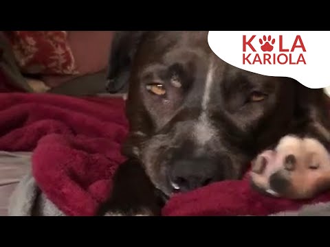 Rescuing Raisa 🐕 A tragic story with a happy ending | Kola Kariola