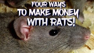 Four ways to make money with rats!