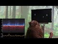 Monkey MindPong Picture In Picture