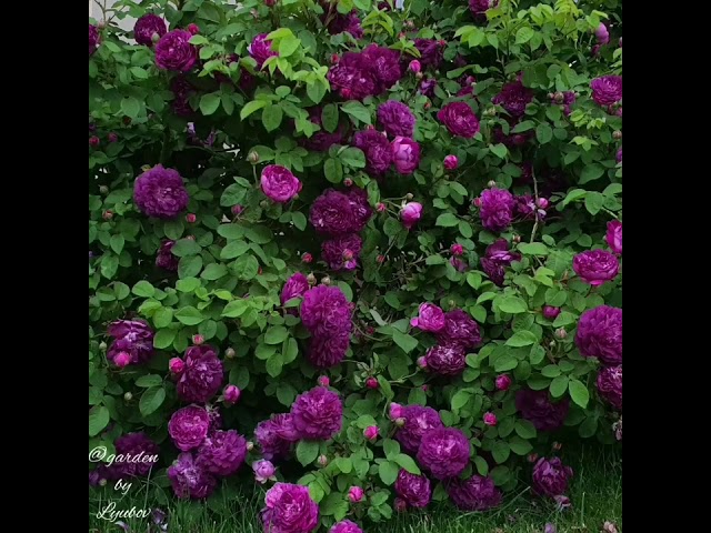 Роза Кардинал Фото Фото