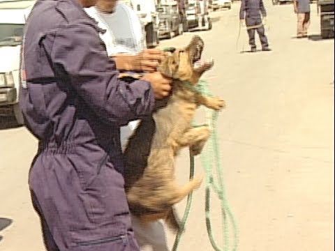 , title : 'Cacería de perros.  Así de salvaje atrapan a los perros en México'