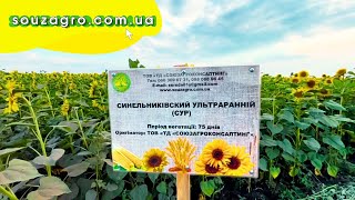 graine oléagineuse Насіння сортового соняшника Синельниківський УльтраРанній (СУР), à vendre image 2 graine oléagineuse Насіння сортового соняшника Синельниківський УльтраРанній (СУР), neuve image 2