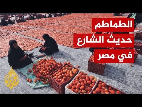 مصر.. الطماطم المجففة تبهر المصريين
