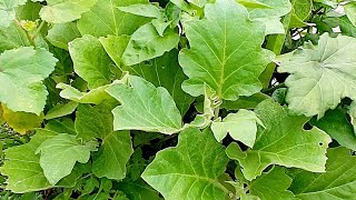 কোনরকম কথা ছাড়া চলেন যাই আমার শখের বাগান ঘুরে আসি😍❤️ মাশাআল্লাহ আলহামদুলিল্লাহ❤️