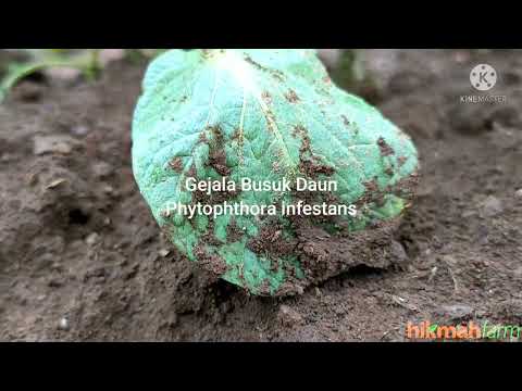 , title : 'Fungisida AMPUH Busuk Daun Kentang Phytophthora infestans | untuk Fase Vegetative'