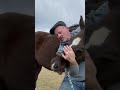 HORSE IN PAIN 😱 CAN'T LOWER HEAD! 🐴  Animal Chiropractor