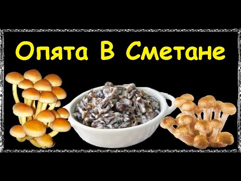 Опята В Сметане / Книга Рецептов / Bon Appetit