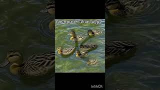 Download lagu _hijab _love _hijabi _live _ _automobile _pritamsongs _bollywood _naruto _bolleywoodsong(720P_HD) mp3 Download lagu _hijab _love _hijabi _live _ _automobile _pritamsongs _bollywood _naruto _bolleywoodsong(720P_HD) mp3