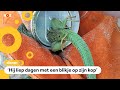 Zwerfafval is hartstikke gevaarlijk voor dieren