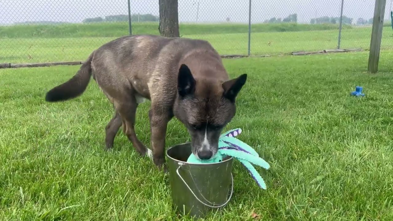 Makoto, a Adoptable mixed breed in Hartford City, IN video 6/6