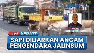 Gerombolan Sapi Diliarkan Ancam Keselamatan Pengendara di Jalinsum Ogan Ilir, Ganggu Lalu Lintas