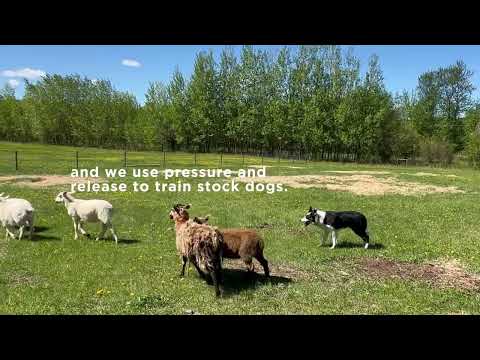 Trick for Nervous Dogs