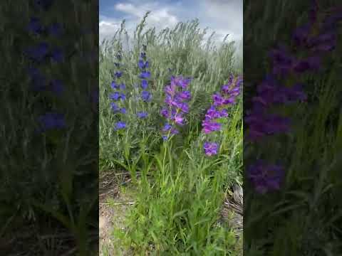 Wildflowers in the Wind- June- Willow Flats
