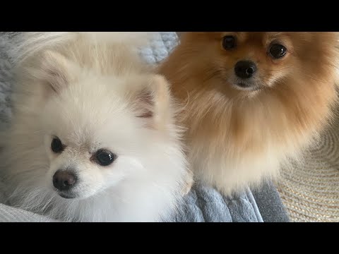 Day 51( Pomeranian puppies are born)