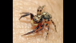 Spider Control and Removal in Melbourne